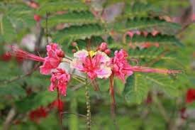 Image result for Caesalpinia rubra