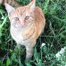 Zuhal Ucok On Instagram Bahcemin Akilli Bidigi Henuz 6 Aylik Cunda Ayvalik Balikesir Ege Cats Kediler Catlover Kedi As 2020 Kedi Cats Instagram