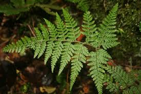 Image result for Dennstaedtiaceae