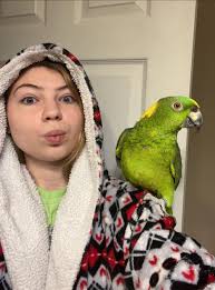 Snow crane fly species needed for PhD studies