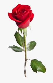 Birthday rose flower images download. Rose Flower Red Sticker Thorns Leaves Floral Love You Mom Happy Birthday Hd Png Download Kindpng