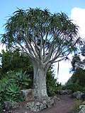 Image result for Aloidendron