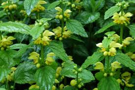 Image result for Lamium galeobdolon
