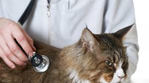 Could a person survive without a colon? answered by dr. Megacolon Constipation In Cats Symptoms Diagnosis