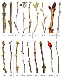 Early Blooming Trees Are An Important Food Source In The Spring For Many Bees Pollinators Here Is A Little Graphic To H Tree Buds Tree Identification Tree Id