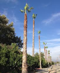 While the tree remains less than 20 feet tall, homeowners can successfully prune their mexican drop the frond to the ground. Don T Damage Palms With Overpruning Redlands Daily Facts