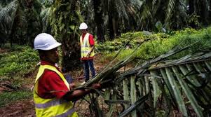 Explore the endless possibilities of our products in your daily lives. Liberian Youth Commends Sime Darby Plantation In Liberia Frontpageafrica