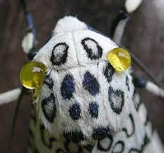 The giant leopard moth can grow to enormous sizes compared to other moths, fitting comfortably in the palm of an adult's hand. Giant Leopard Moth Excreting A Foul Tasting Substance To Deter Predators Leopard Moth Giant Leopard Moth Moth Caterpillar