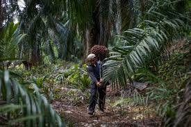 Celebrities like onew (shinee) and dong jun (ze:a), shed their. Malaysian Palm Oil To Meet New Eu Food Safety Levels By 2021 Minister Reuters