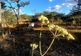 Image result for Diplolophium