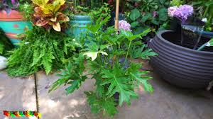 The tree philodendron is accustomed to dark, rich, slightly alkaline soil. Easy Philodendron Bipinnatifidum Philodendron Selloum Tropical Plant Party Youtube