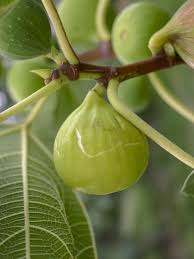 Figuier Sucre Vert Ficus Carica Sucre Vert Le Jardin Du Pic Vert