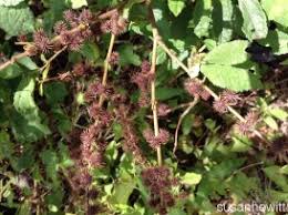 Image result for Triumfetta tenuipedunculata