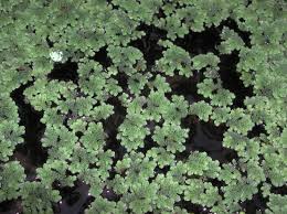 Image result for Azolla pinnata