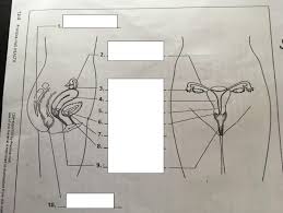 Start studying health chapter 8 quiz sec 1. Boy S Health Female Reproductive System Diagram Part 1 Diagram Quizlet