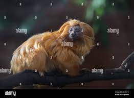 Orange Monkey High Resolution Stock Photography And Images Alamy