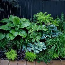 Ideen Fur Den Hosta Garten 37 Mit Bildern Garten Hosta Garten Garten Pflanzen