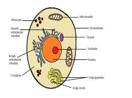 Mitochondria, a cell wall, and chloroplasts. What Are The Differences Between A Plant Cell And An Animal Cell