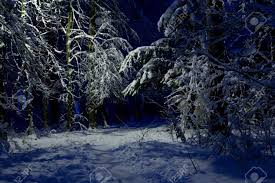 Greatbigcanvas.com has been visited by 100k+ users in the past month Beautiful Snow Forest At Night Illumination In The Snowy Forest Stock Photo Picture And Royalty Free Image Image 115996256
