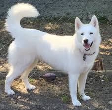  Interesting Facts Of White Husky Dog Siberian Husky Husky White Husky