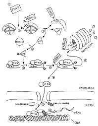 Proteolyysi on proteiinibiomolekyylien hajoamisprosessi pienemmiksi polypeptideiksi tai yksittäisiksi aminohapoiksi. Proteasom Friendly Fire