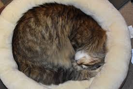 All Rolled Up Cat Catpics Pets Cat Pics Cats Pets