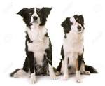 Mini Australian Shepherd Border Collie Mix | Shop for your ...