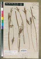 Image result for Scleria globonux