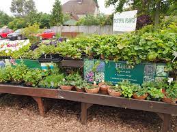 Here S Another Picture Of Our Wonderful Macknade Garden Centre We Have Such A Large Selection Of Beautiful Flowers And Are Really Pr Plants Foliage Garden