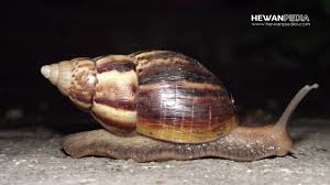 Namun, apakah benar artinya tidak selamanya buruk? 19 Arti Mimpi Tentang Hewan Keong Menurut Primbon Jawa Dan Islam Hewanpedia