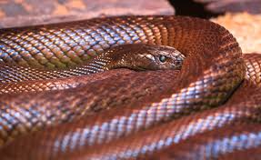 Auf den ersten blick ist die giftigste schlange der welt ein eher unspektakuläres. Rangliste Das Sind Die 10 Gefahrlichsten Schlangen Der Welt
