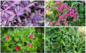 A flowering ground cover plant can transform a tricky bare patch of dirt into a riot of colour or fragrance. 16 Perfect Florida Ground Cover Plants Garden Lovers Club
