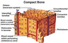 We did not find results for: Compact Bone Human Anatomy And Physiology Medical Anatomy Medical Radiography