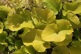 Image result for Sabicea orientalis