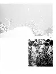 Image result for Cassipourea ndando