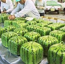 Growing Square Watermelons Square Watermelon How To Grow Watermelon Plants