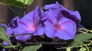 Morning Glory Or Ipomea Flowers On A Fence In Sikkim Youtube