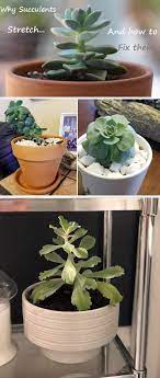 Etiolated Succulent Growing Tall Stretched The Succulent Eclectic Succulents Planting Succulents Indoor Plants