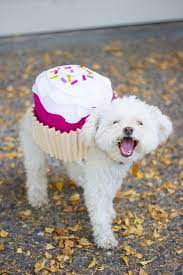 Dog Halloween Costume Cupcake Diy Dog Costumes Dog Halloween Pet Halloween Costumes