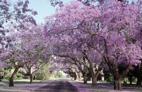 National tree company 20 in mixed flowers blue purple pink floral. Flowering Southern Trees You Need To Plant Now Southern Living