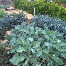 Check spelling or type a new query. Top Ten Winter Vegetables For Your Home Garden Portland Edible Gardens Raised Garden Beds Edible Landscaping And Vegetable Garden Help In Portland Or