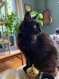 If your cat has passed very recently, you can request a necropsy from your veterinarian. Just Found Out Jet S Abdominal Cancer Was A Misdiagnosis Cats