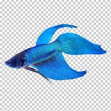 Siamese Fighting Fish Veiltail Tropical Fish Aquarium Png Animal Animals Aquarium Betta Blue Tropical Fish Aquarium Siamese Fighting Fish Tropical Fish