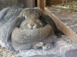 Chunky Animals That Will Make You Do A Doubletake Kittens Cutest Animals Meat Rabbits