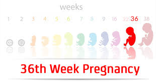 Your baby is getting bigger and bigger and has less space to move around. 36th Week Pregnancy Symptoms Baby Development And Bodily Changes