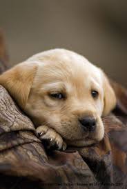 Denver international airport hosted its third annual puppy bowl for lucky travelers friday morning. Denver Bryan Images On The Wildside Puppies Labrador Puppy Dogs And Puppies