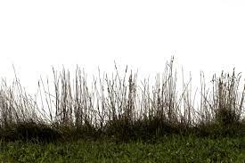 Grass 01 Png Photoshop Resources Grass Landscape Sketch