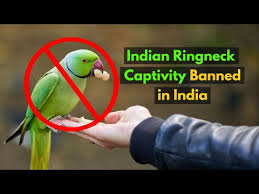 Pune Forest Department Thwarts Illegal Alexandrine Parrot Trade, Apprehends  Three Suspects - Pune.News