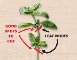 Maybe you would like to learn more about one of these? Rooting Basil Cuttings For Endless Harvest Amazing Herb Garden