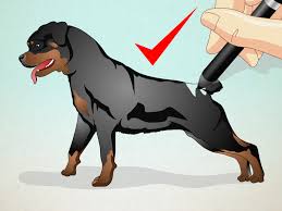 This tutorial is perfect for all art enthusiasts. How To Draw A Realistic Dog 5 Steps With Pictures Wikihow